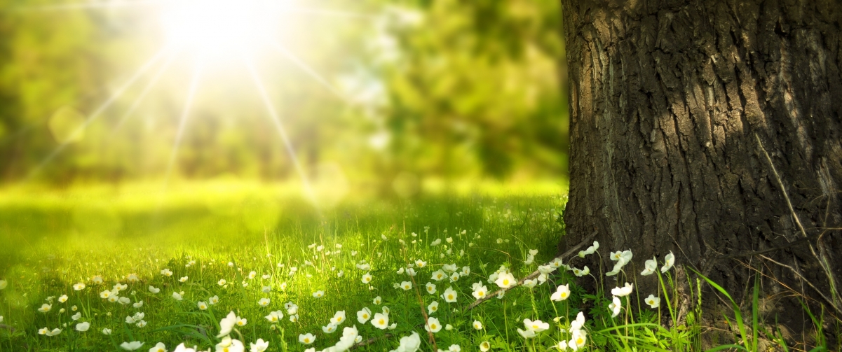 Sunshine Woods Grass Flowers 3440x1