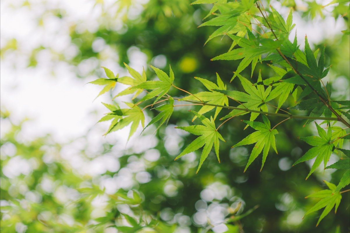 Sunshine and fresh leaves background image