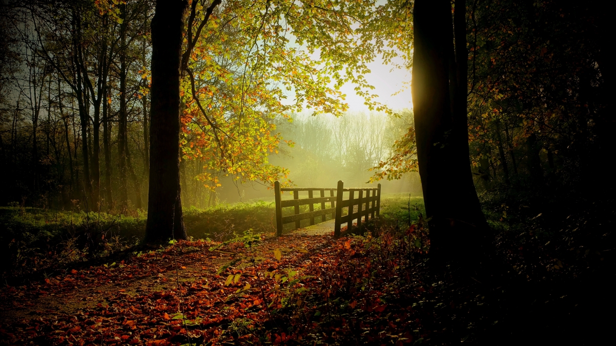 Sunny Autumn HD 4K Wind