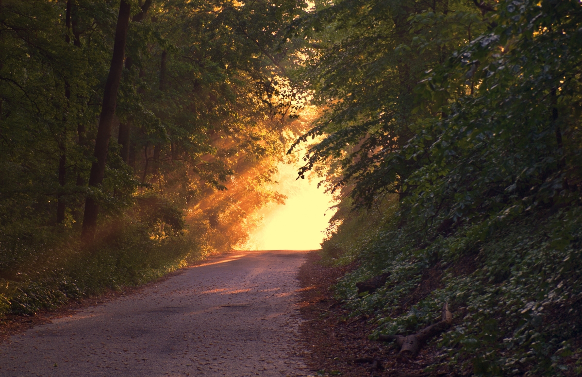 Sunshine forest road lane sunset