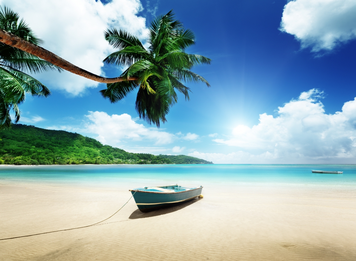 Sunny tropical summer palm trees