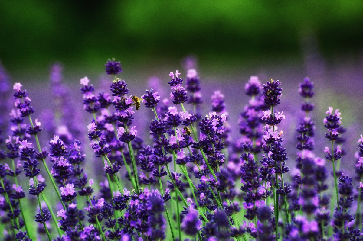 Lavender 4k wallpaper