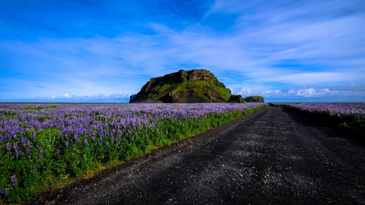 Lavender Road Sky 4K Landscape
