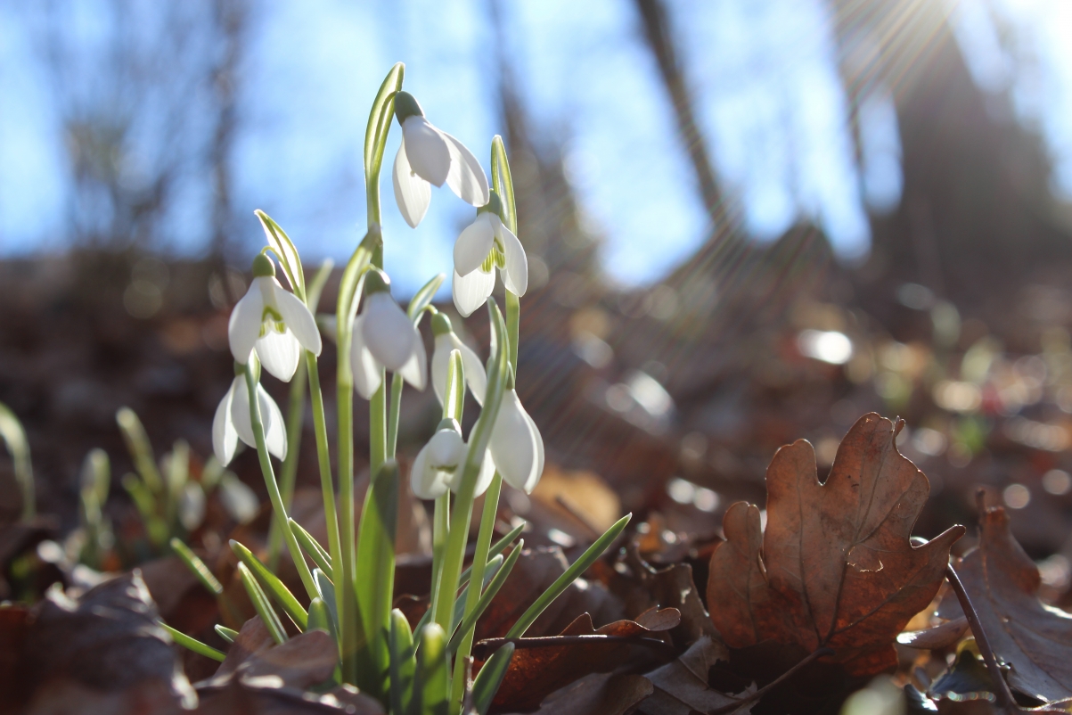 Snowdrop 5K Wallpaper