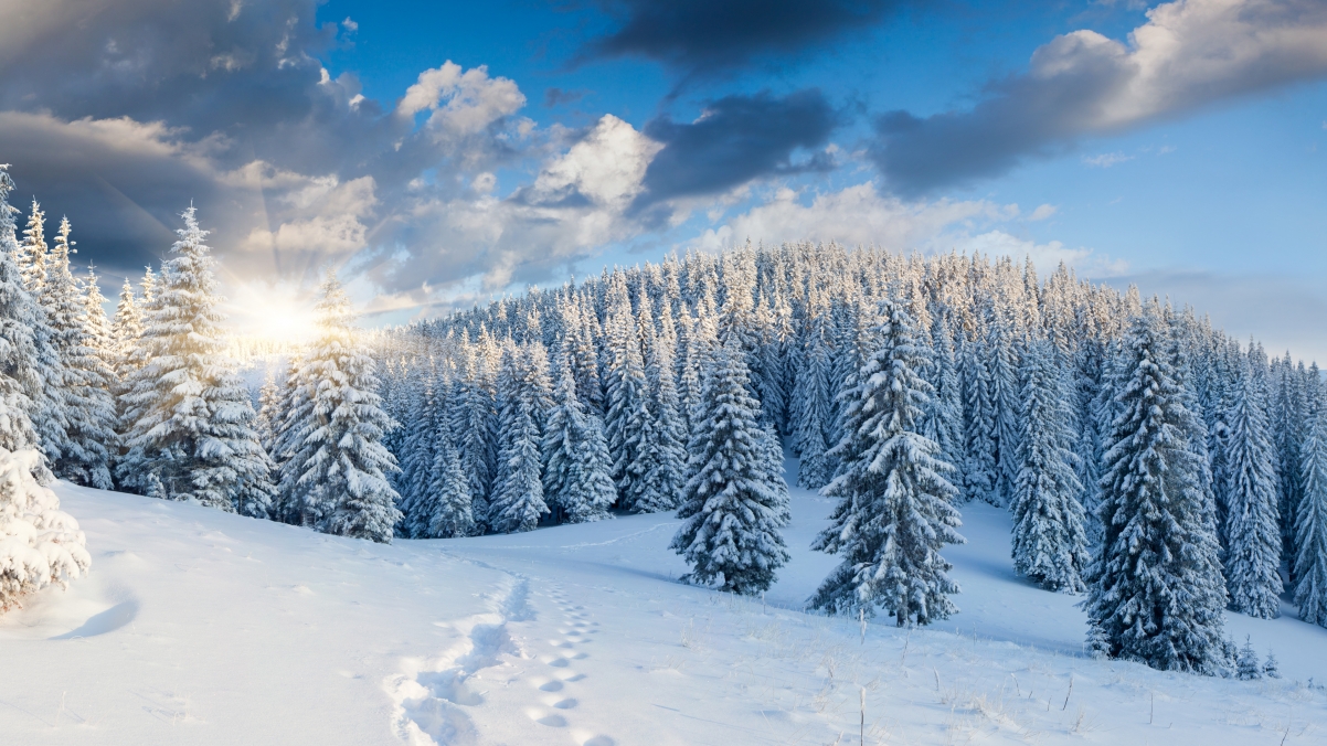 Snow footprints winter trees forest