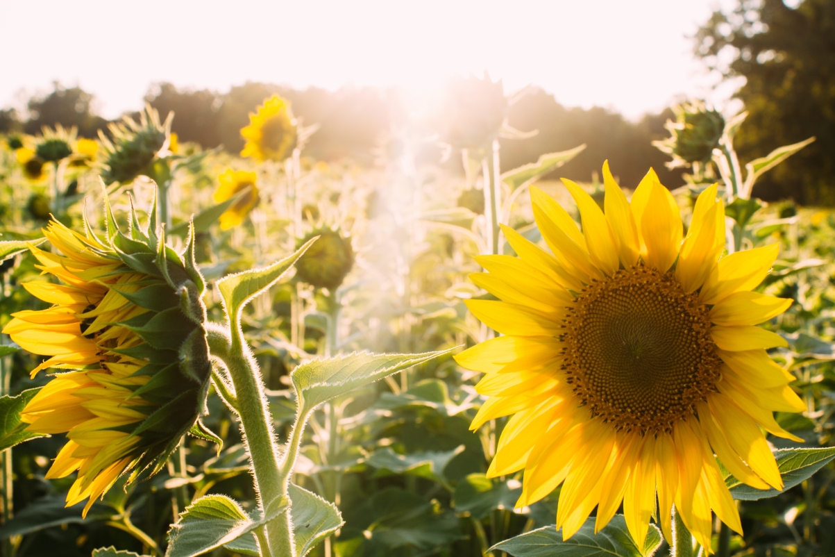Sunflower Flower 5K Wallpaper