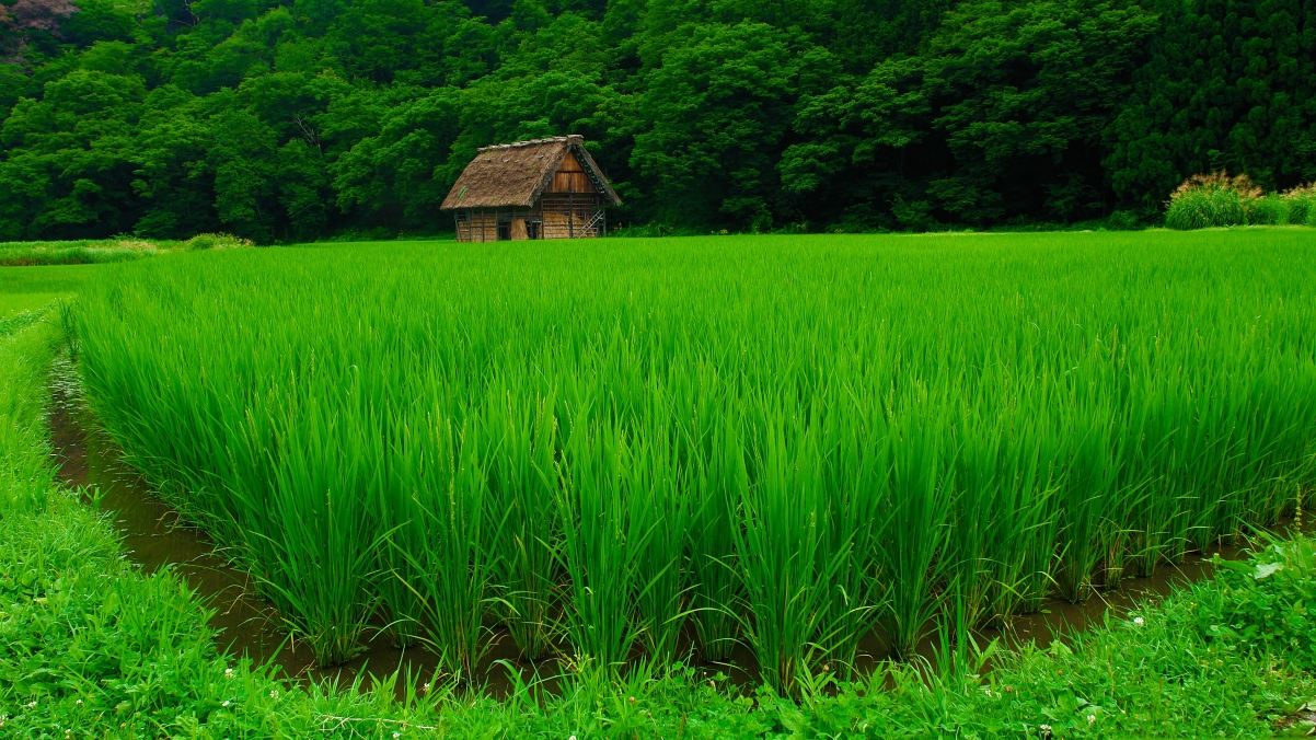 Country woods small house green
