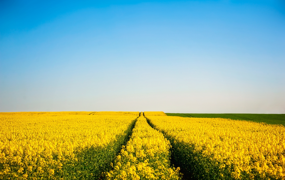 Flowers Sky Horizon Farm