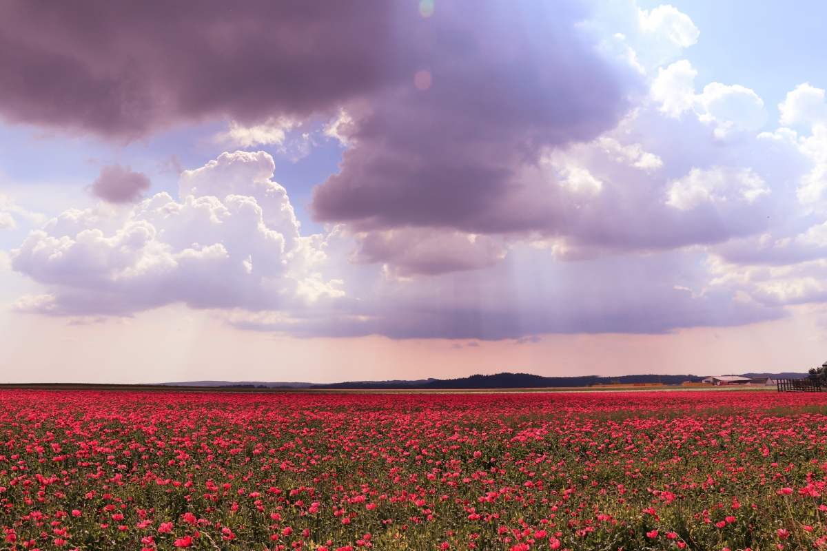FlowersCloudsPoppySkyRed