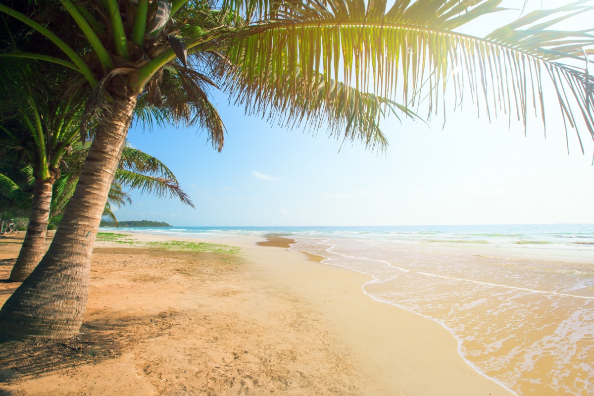 Summer, beach, island, palm trees,