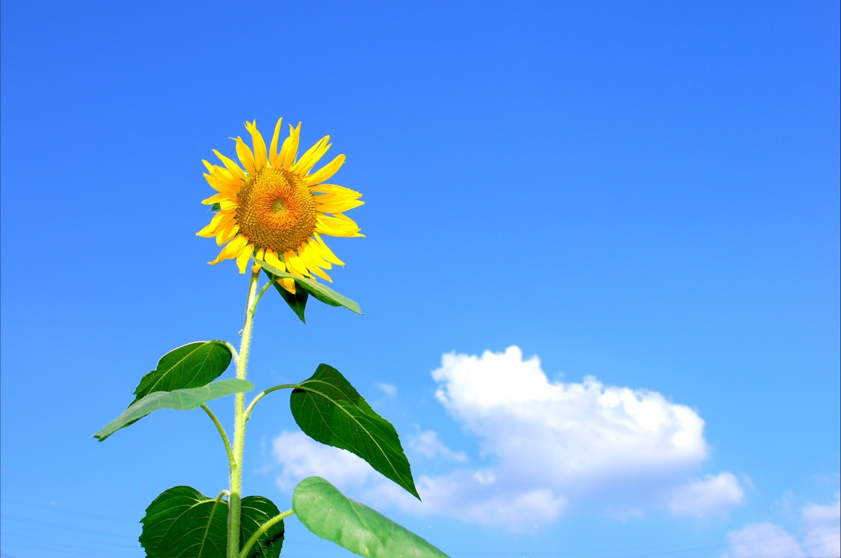 Summer sunflowers flowers sky