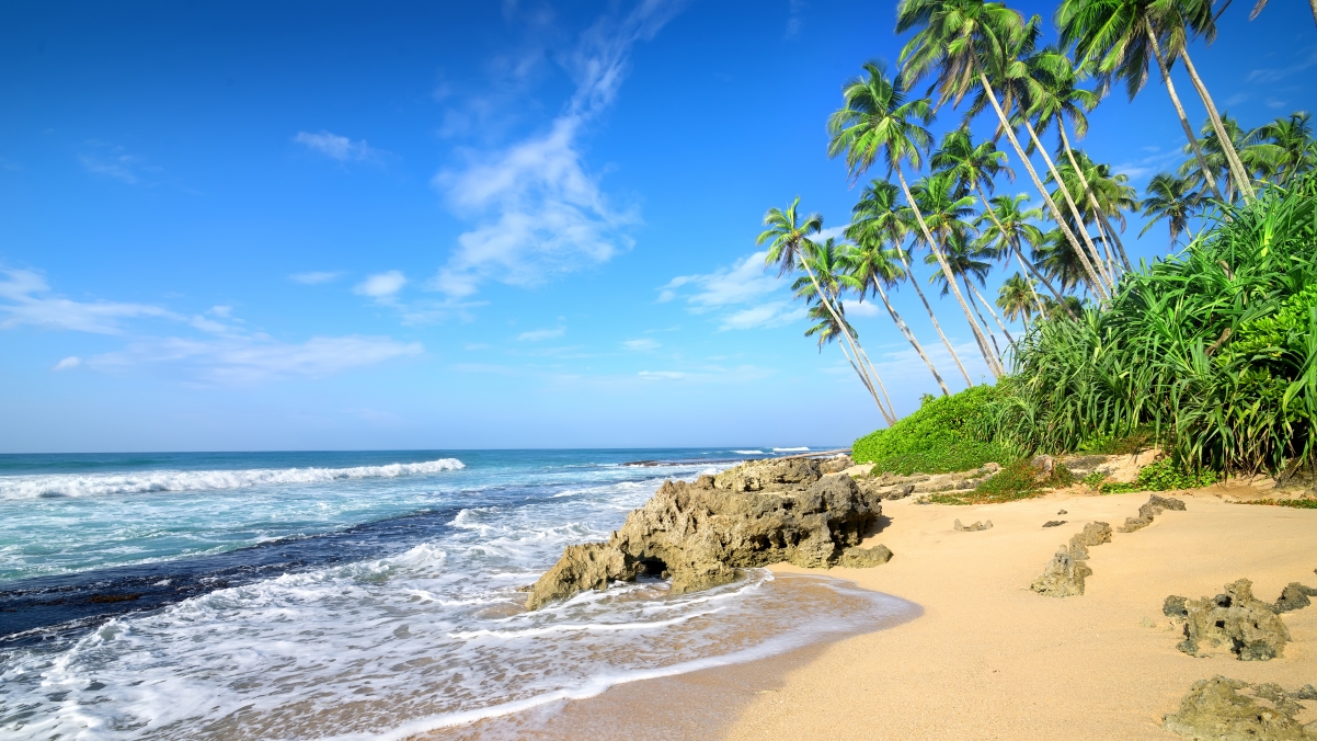 Summer beach palm tree sandy beach