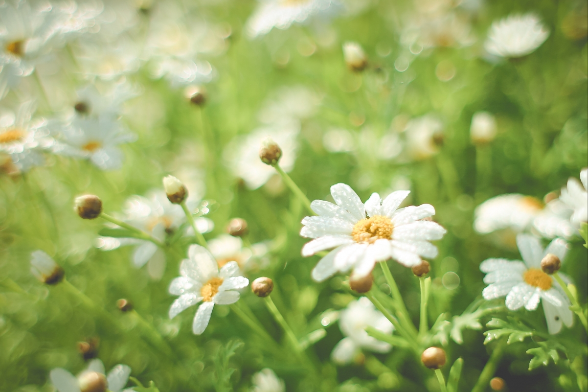 Summer chrysanthemum 4k wallpaper