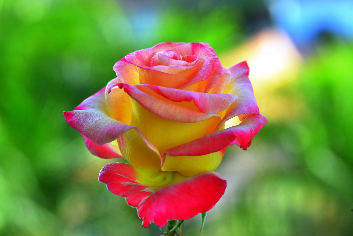 Summer rose petals hd pictures