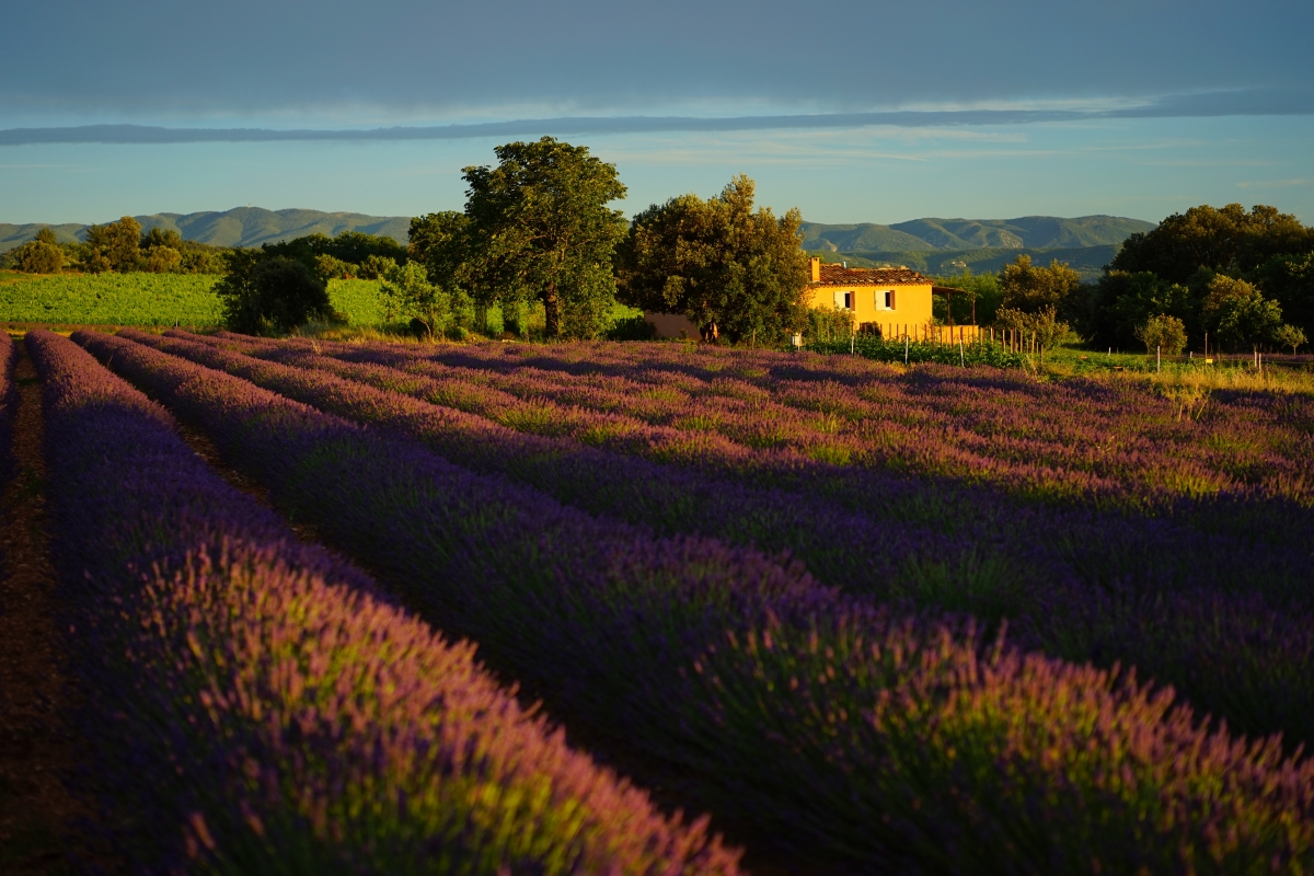 Sunset lavender flower manor flowers