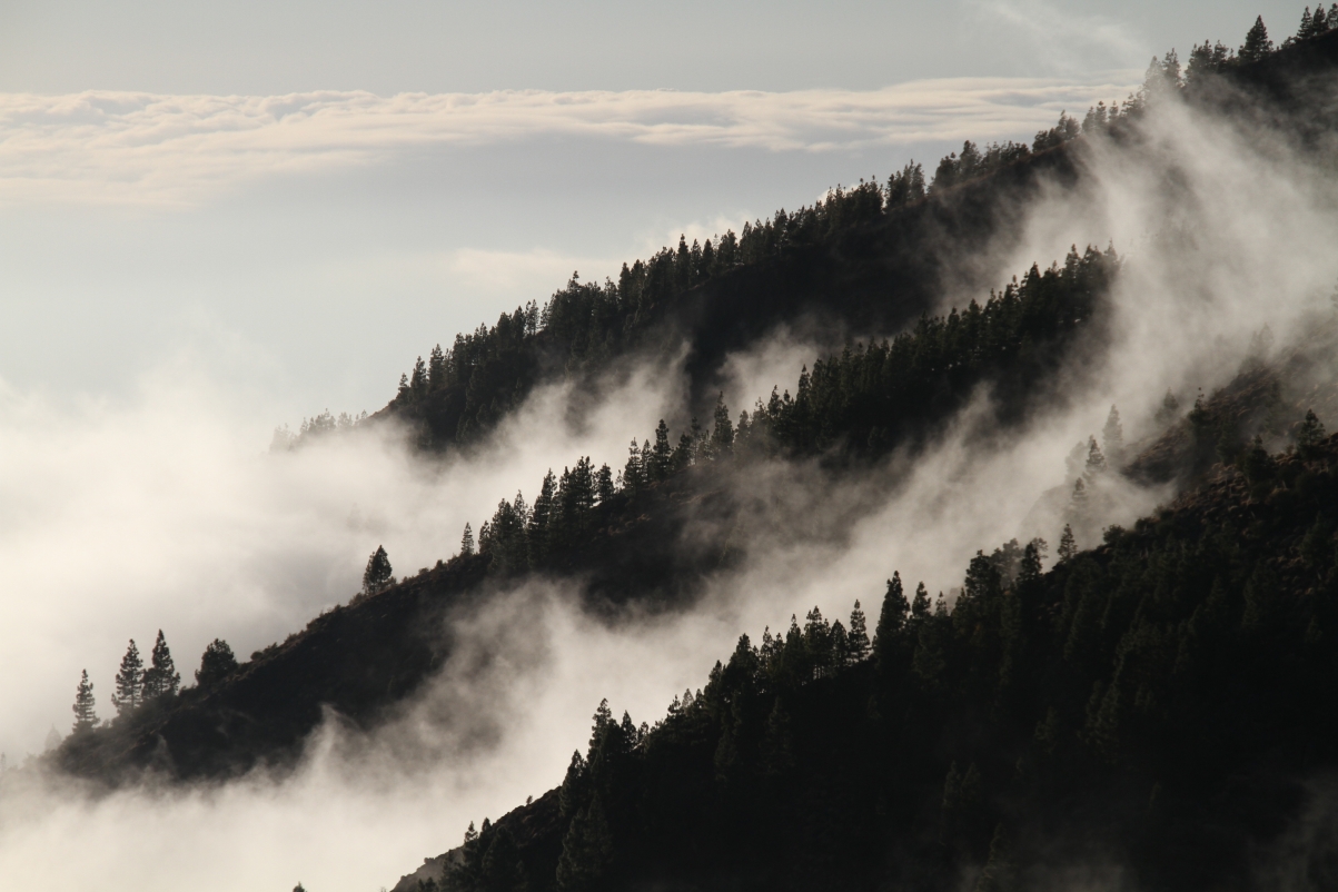 Foggy forest 5k landscape picture