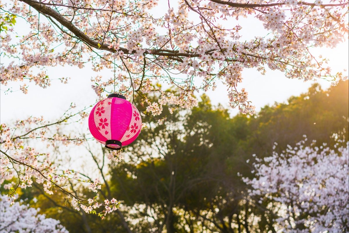 Wuxi Yuantouzhu cherry blossom 4k landscape