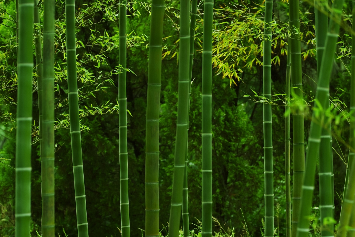 Биг бамбук big bamboo vip. Бамбуковая роща Геншин. Филостахис зеленый бамбук. Древнекитайский бамбук. Phyllostachys edulis.