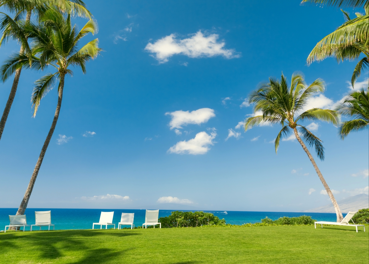 Sky, ocean, palm trees, sun loungers