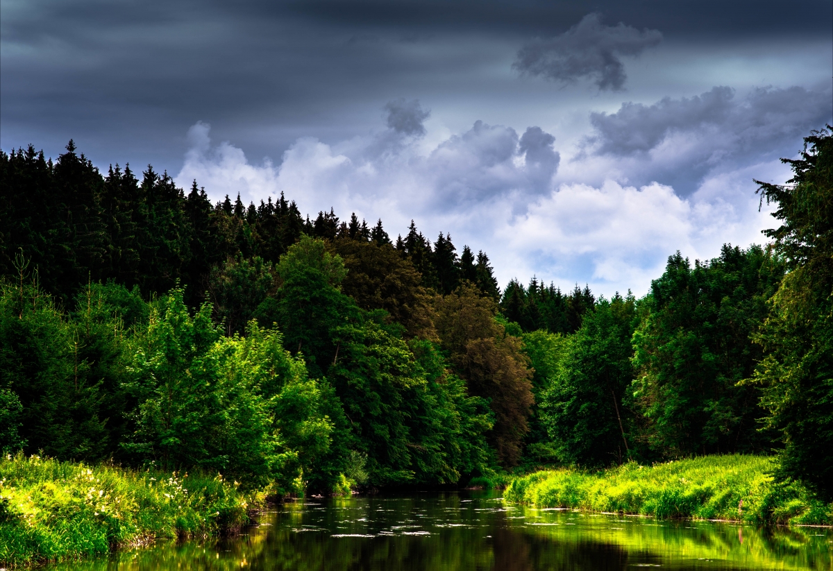 Sky clouds trees river flowers forest
