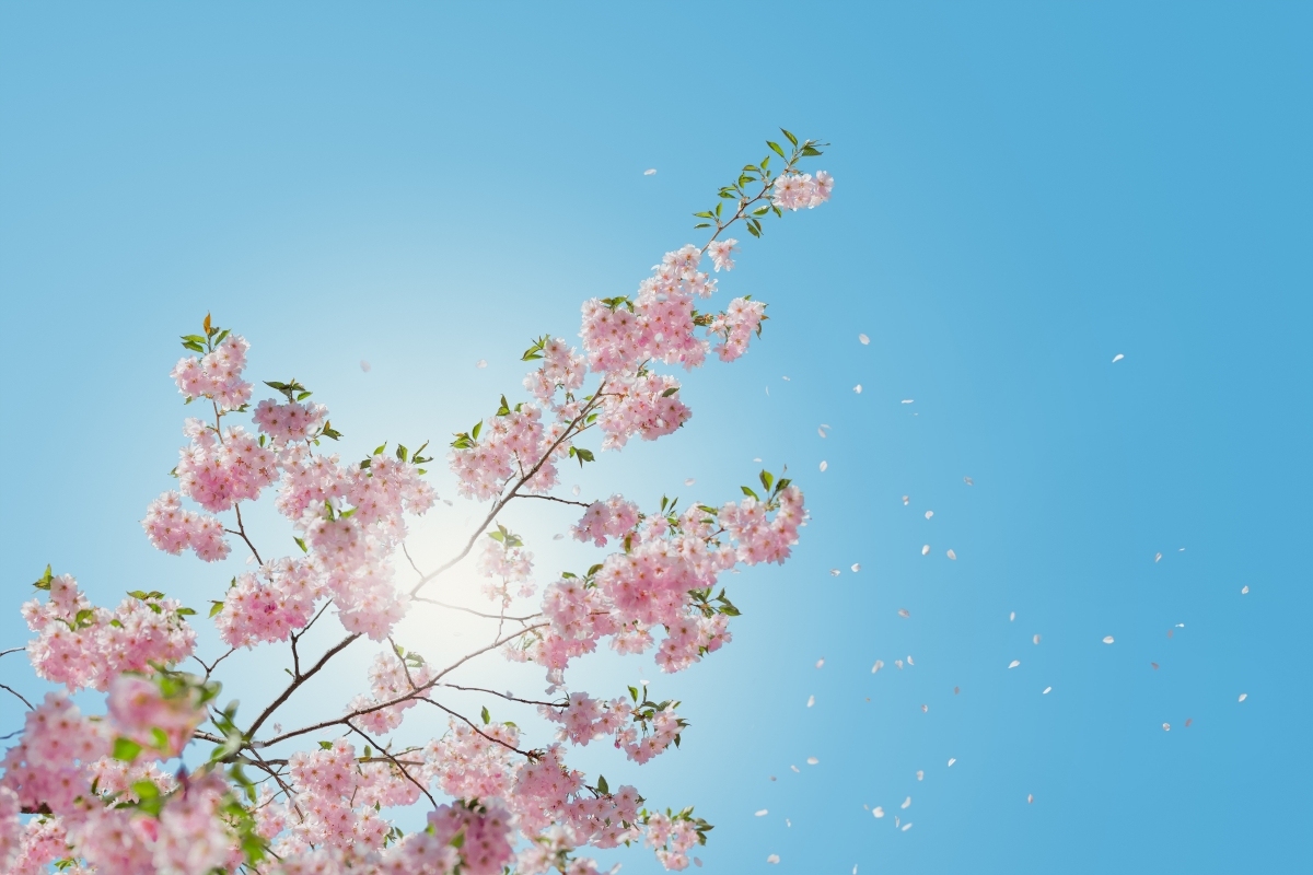 Sky Cherry 6K Landscape Wallpaper
