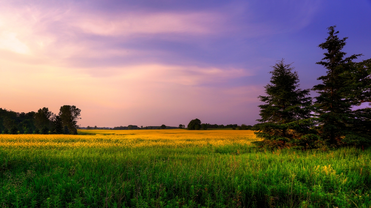 Sky pine rape flower 4K landscape