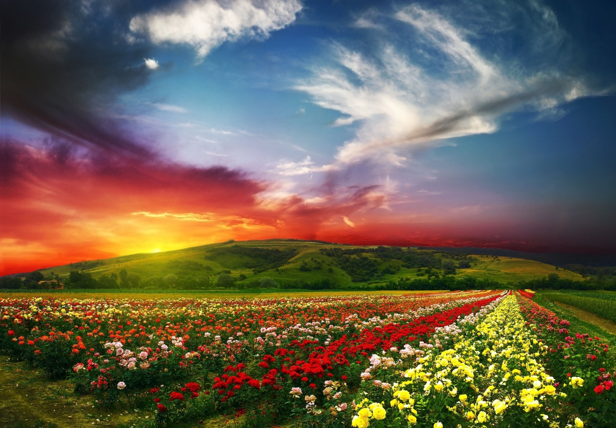 Sky Mountain Flowers 5K Landscape Picture