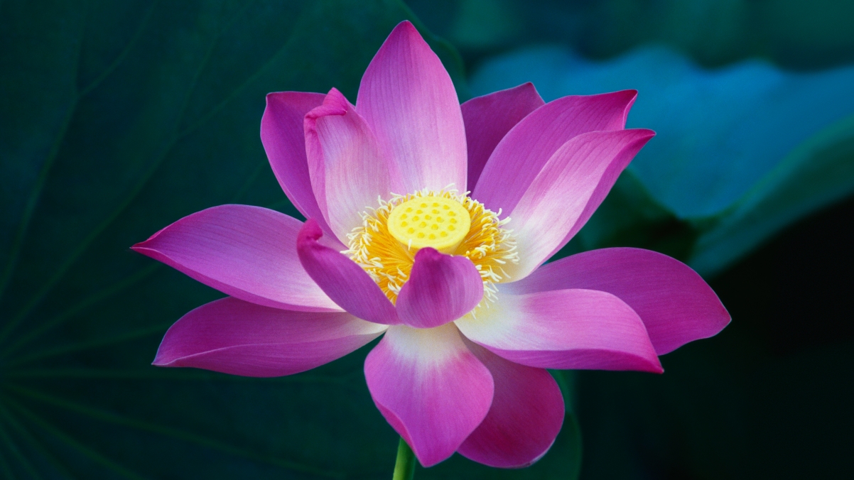 Pink lotus 4k wallpaper