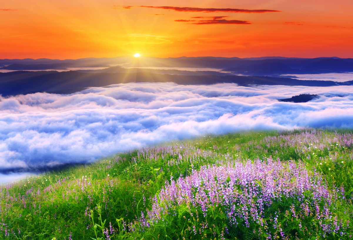 Sun clouds flowers nature grass 4