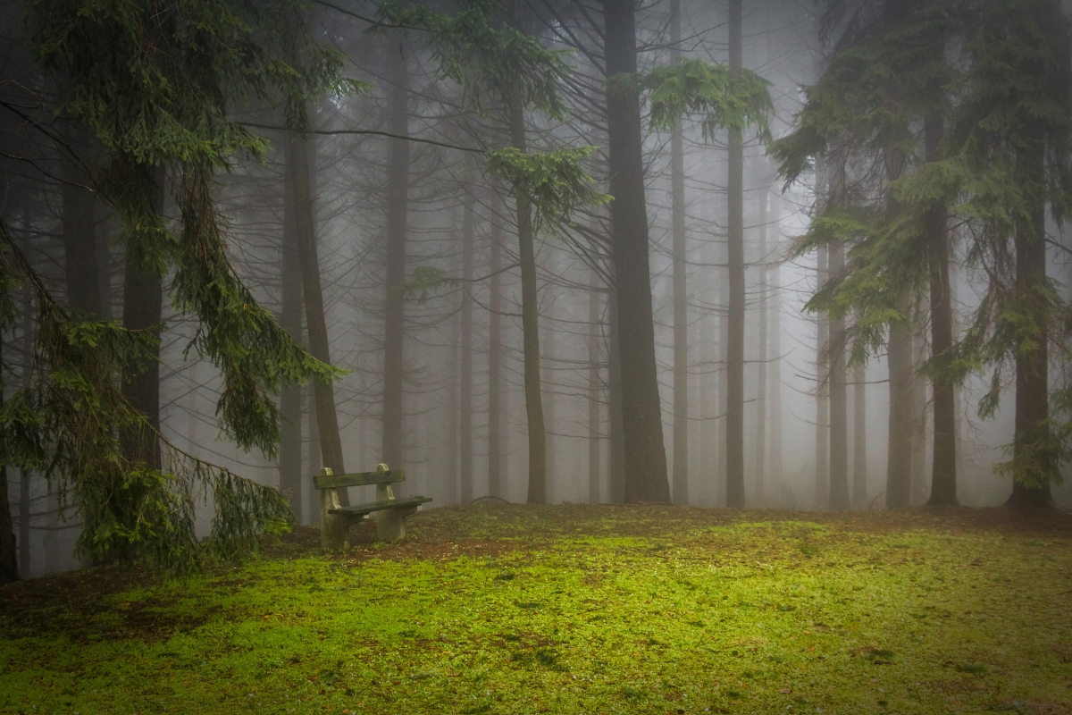 Pine forest glade mist 4