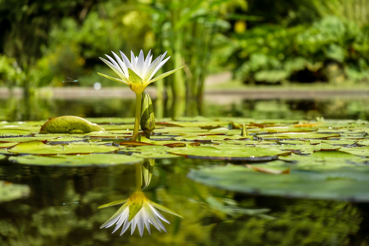 Water Lily Pond 4k Wallpaper