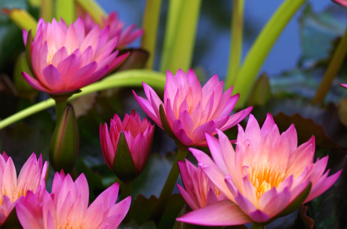 Sleeping purple aquatic plant pink