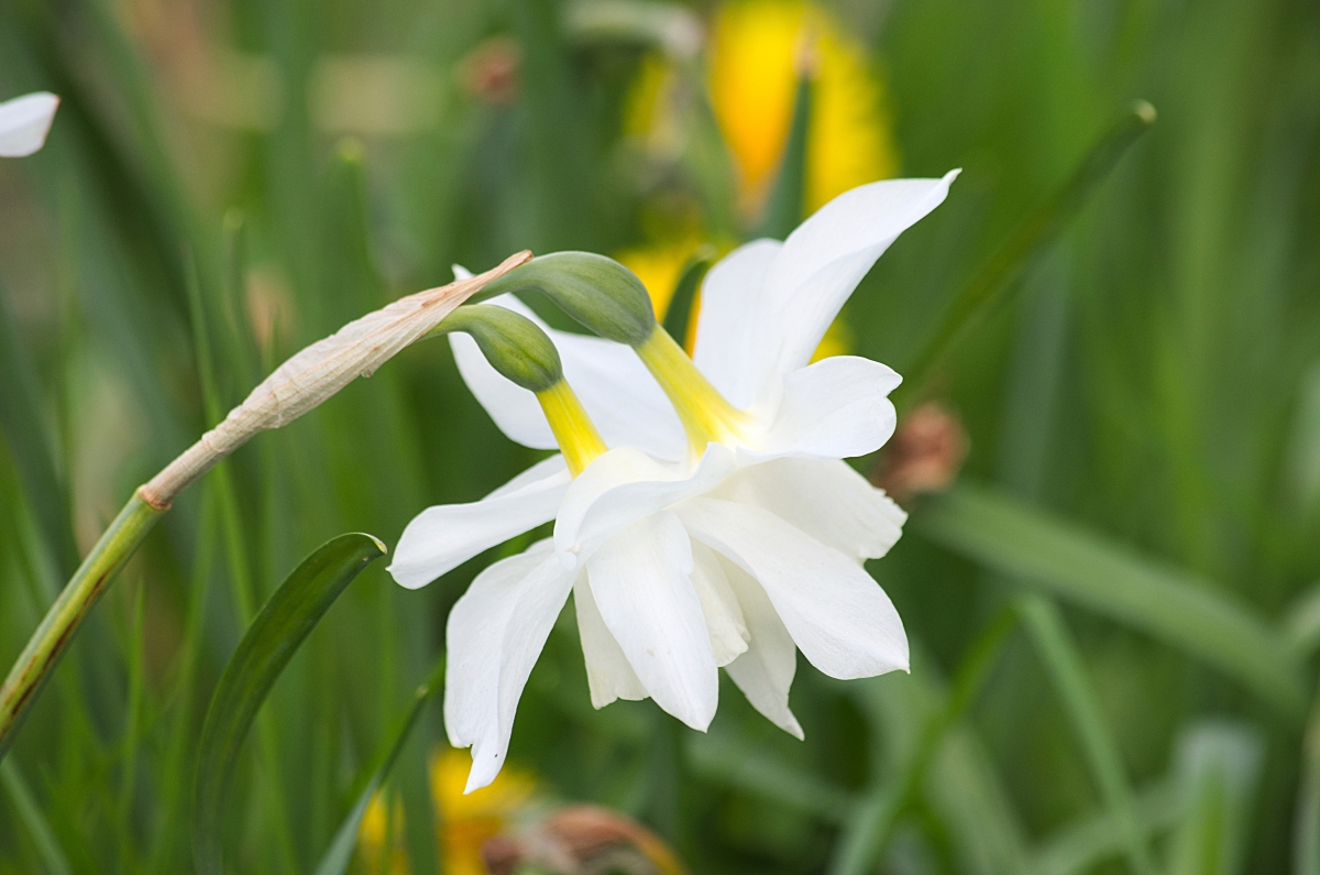 Daffodil 4k wallpaper
