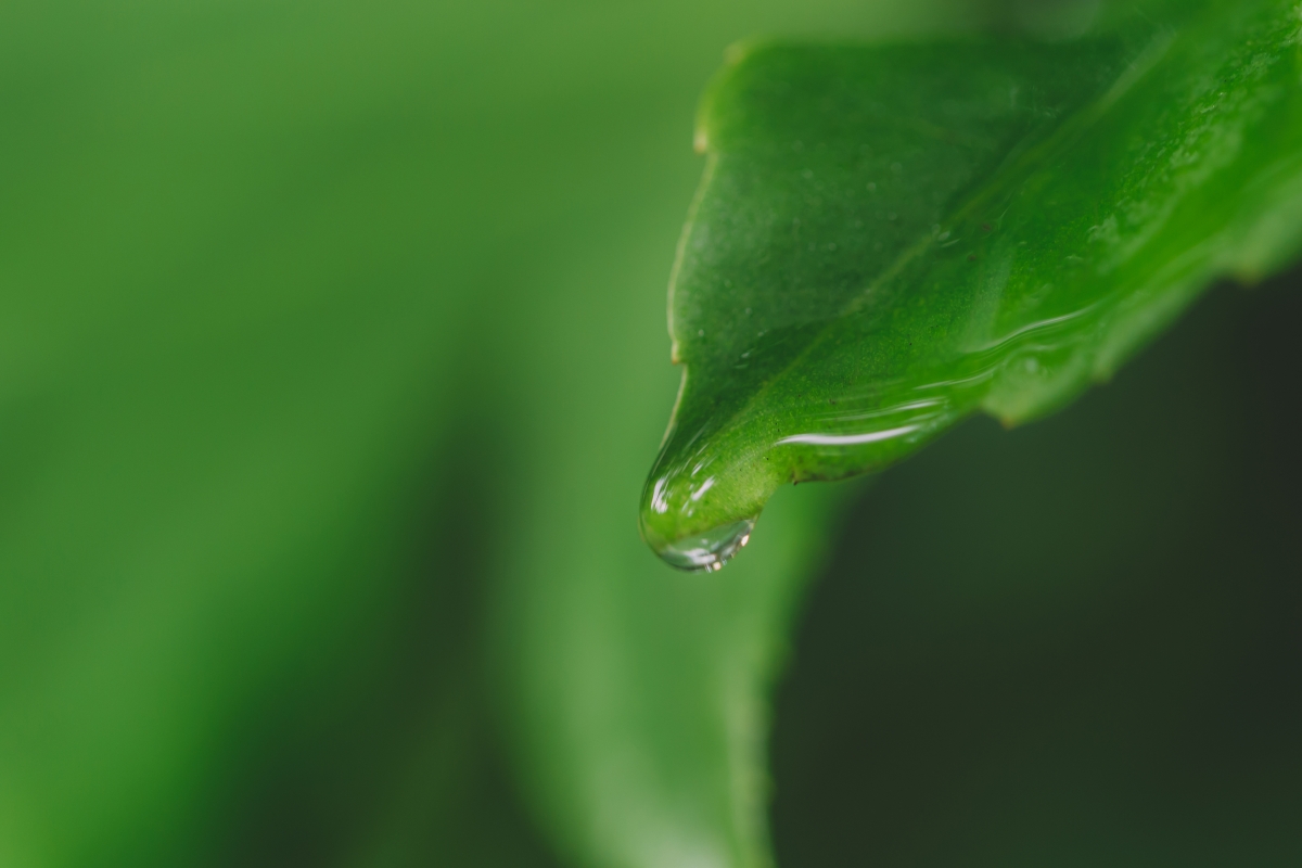 Water droplets green fresh leaf leaves photo