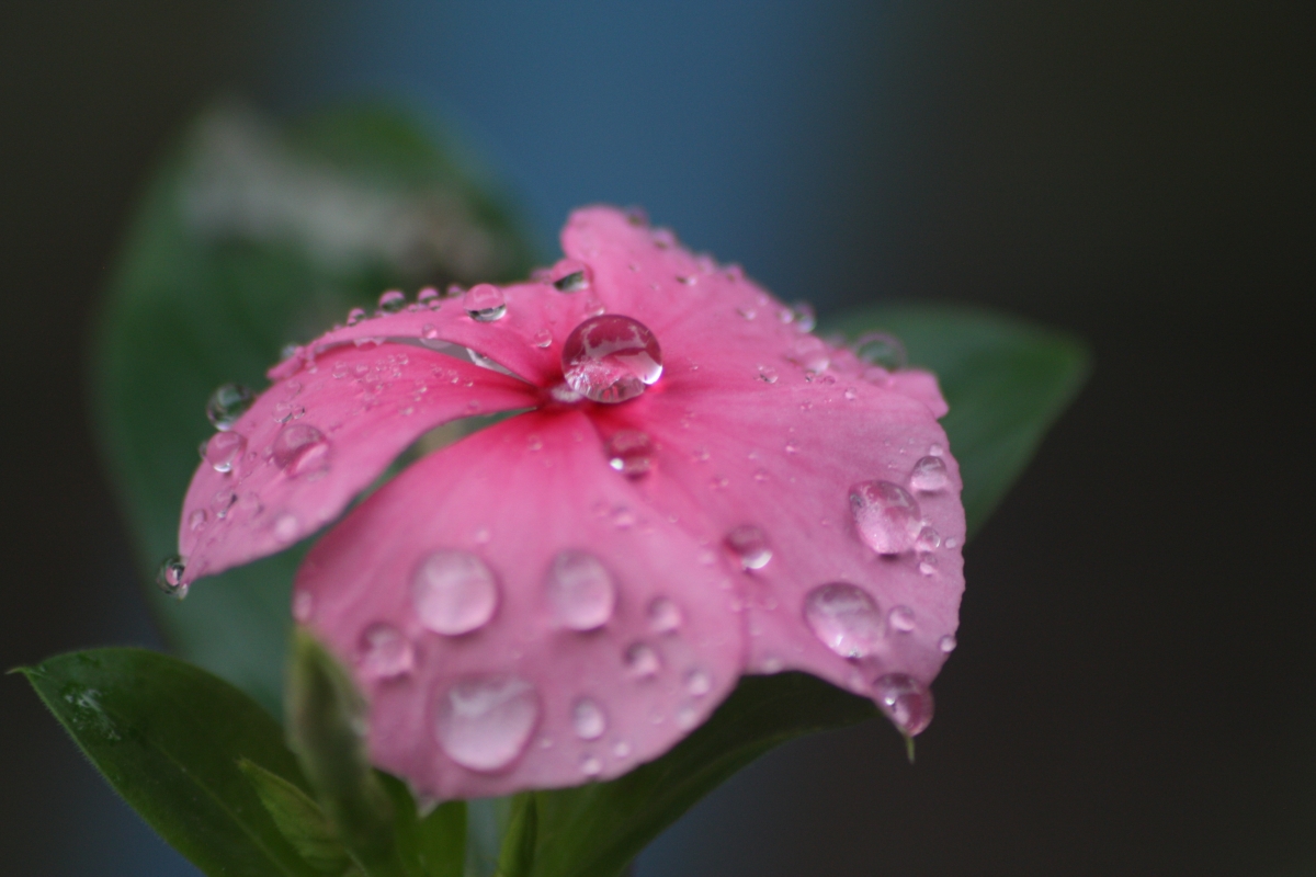 Water drops flowers rain natural pink