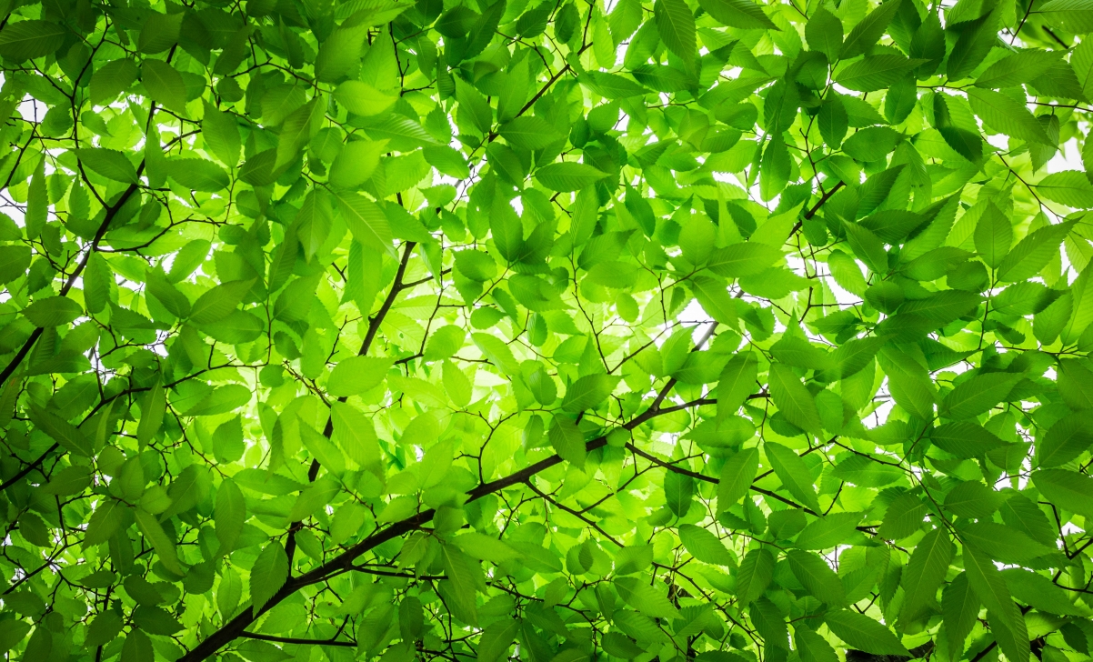 Leaves branch nature green