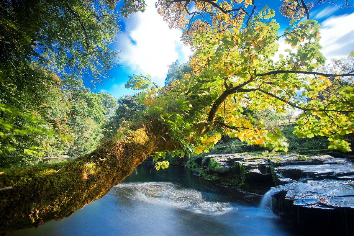 Leaves, rivers, creeks, trees, shrubs