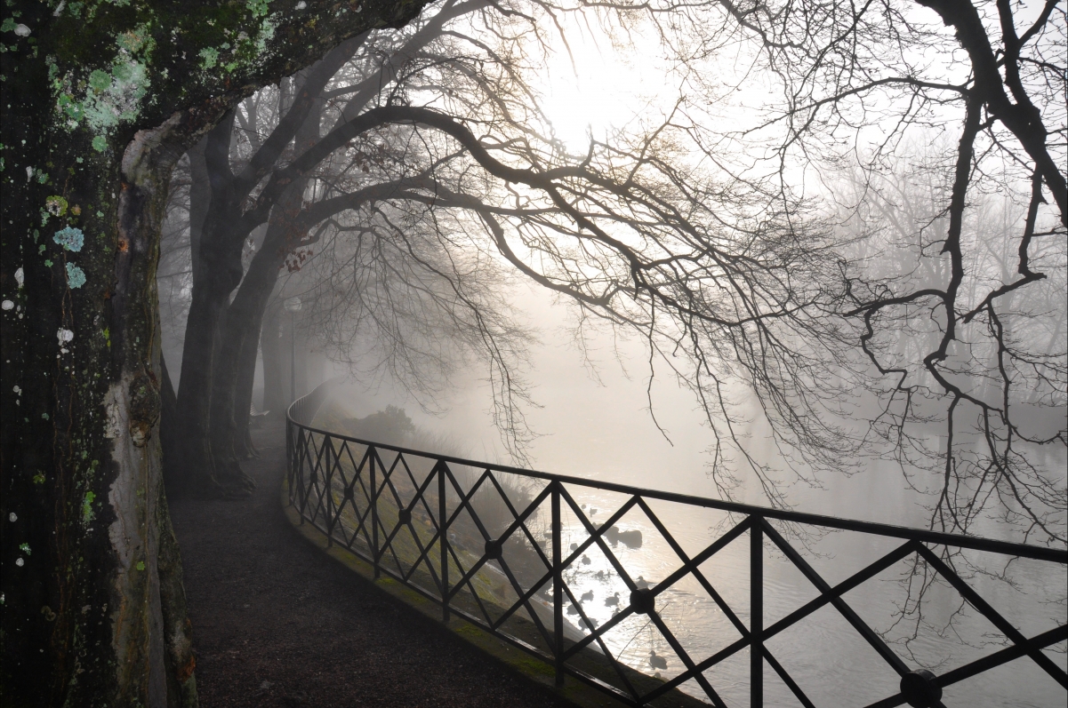 Tree branches fog river 4K landscape