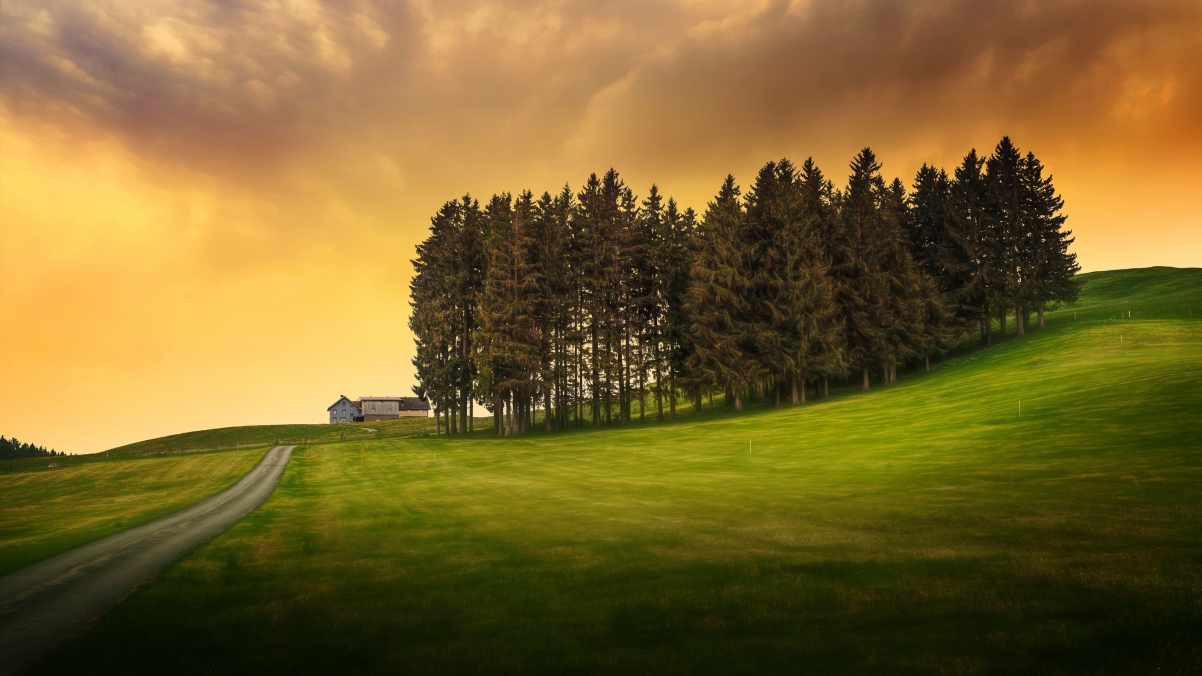 Tree house road 4K landscape wall