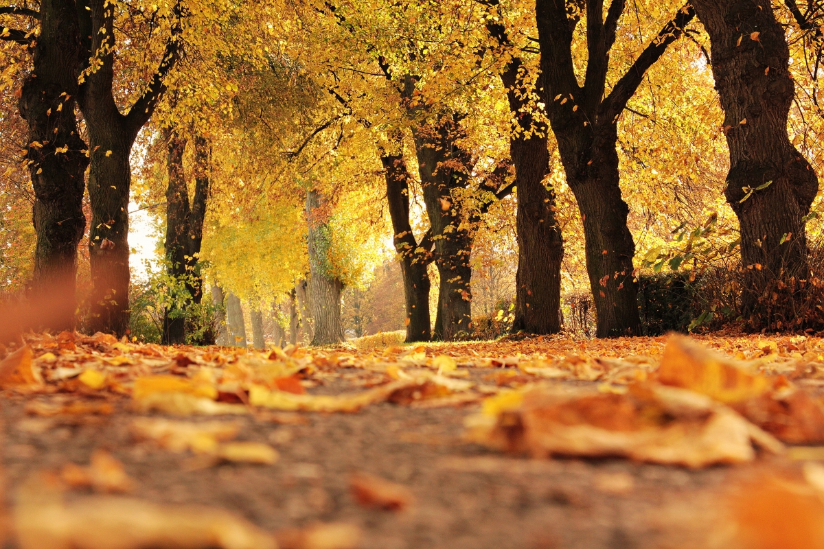 Tree avenue, autumn, fall leaves