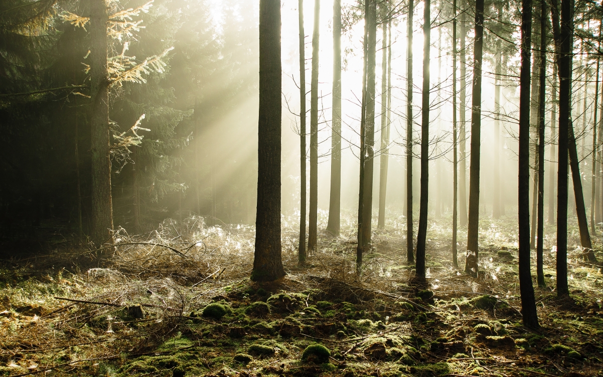 Sunshine in the woods 4k landscape wallpaper