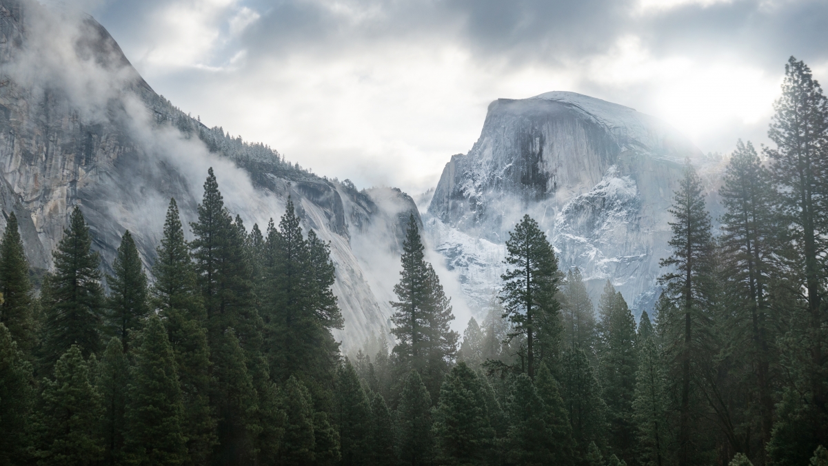 Forest Mountain Nature Beauty 4k Wallpaper