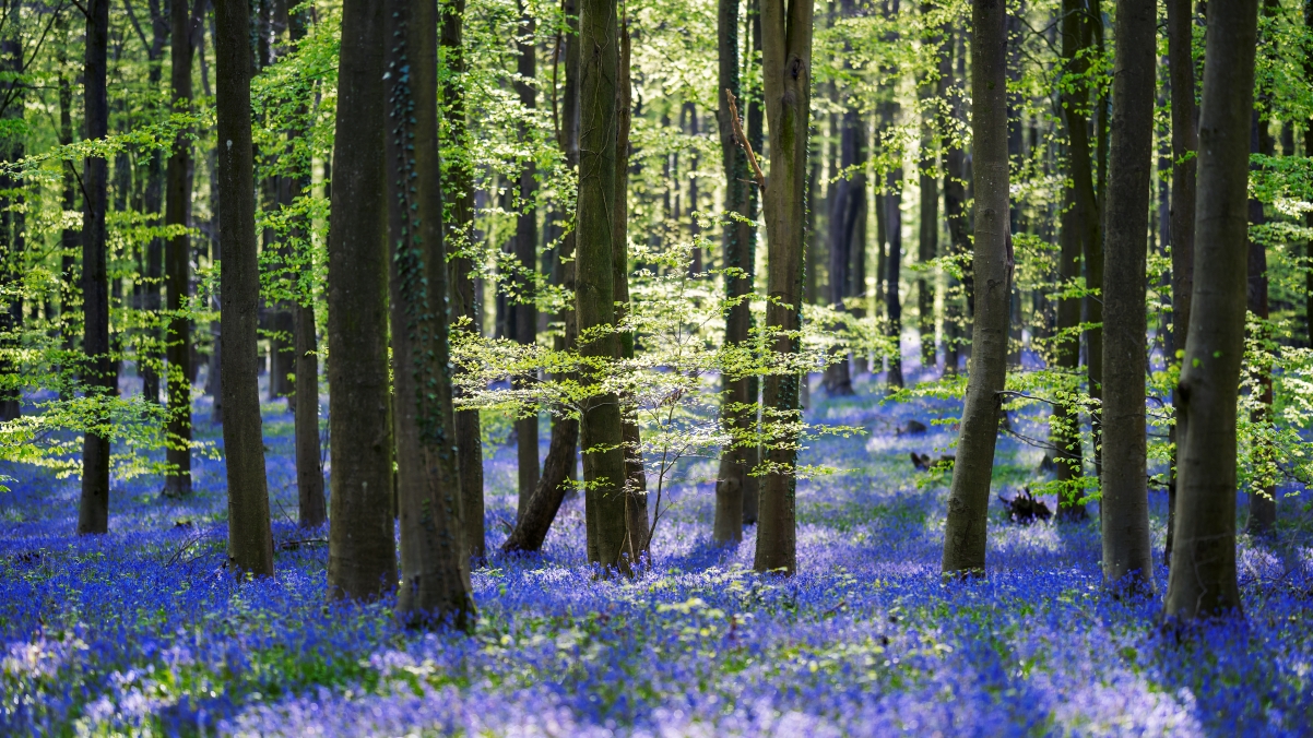 Forest Hyacinth Bluebell Flower By