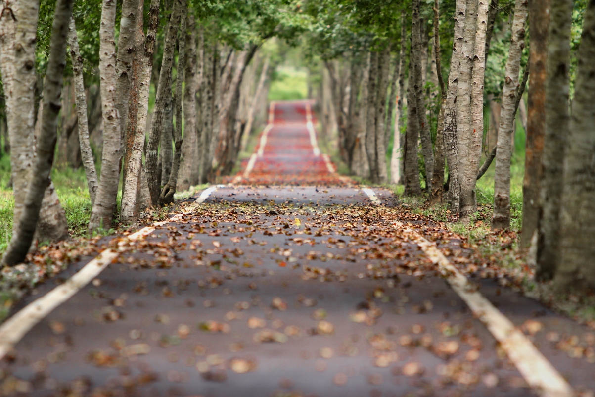 Forest road deciduous natural tree