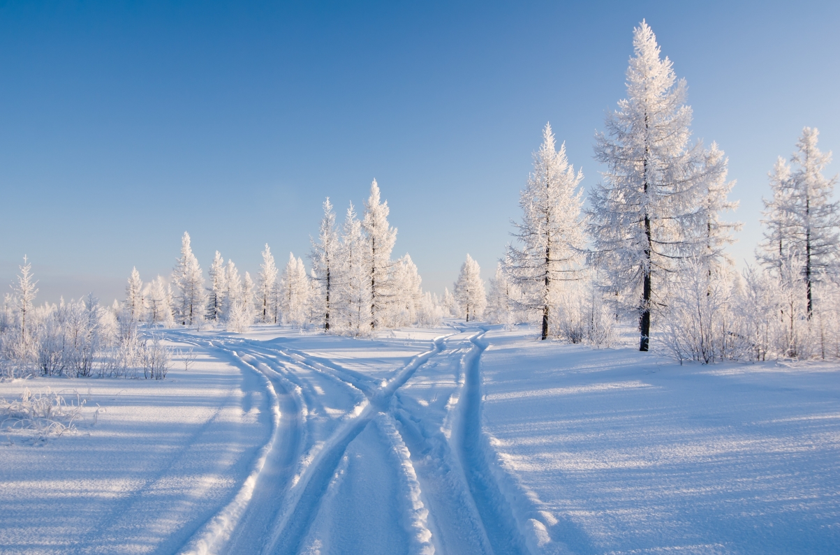 Photos of trees, snow, winter, nature