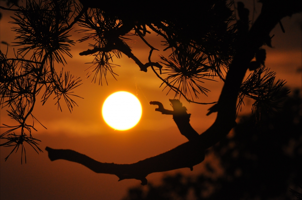 Tree sky sun dusk sunset