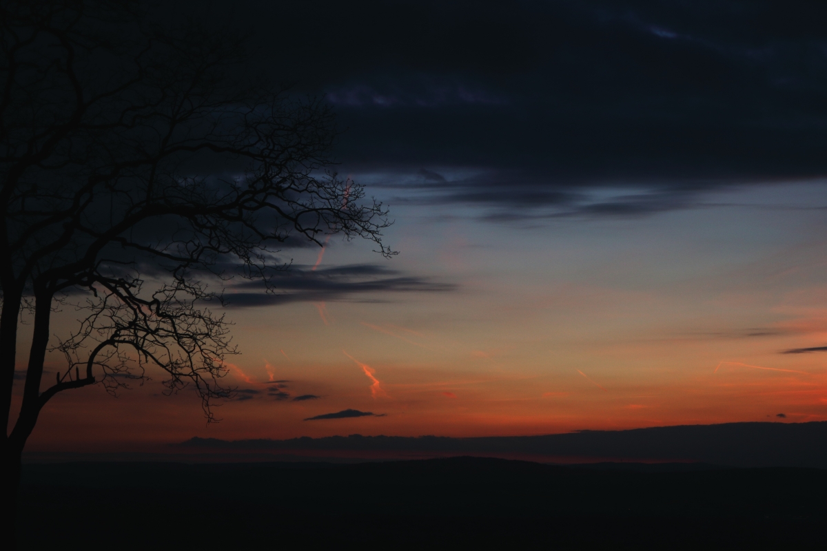 Tree forest sky cloud silhouette 6