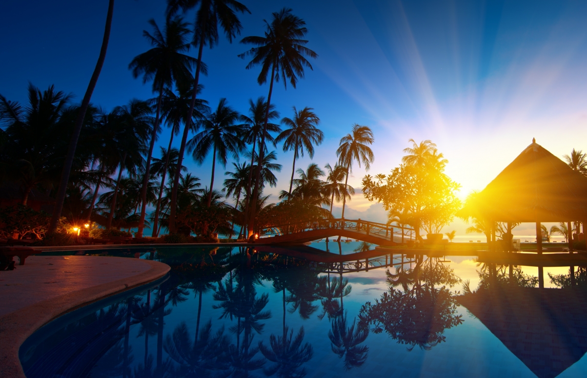 Tree bridge paradise with palm trees at sunrise