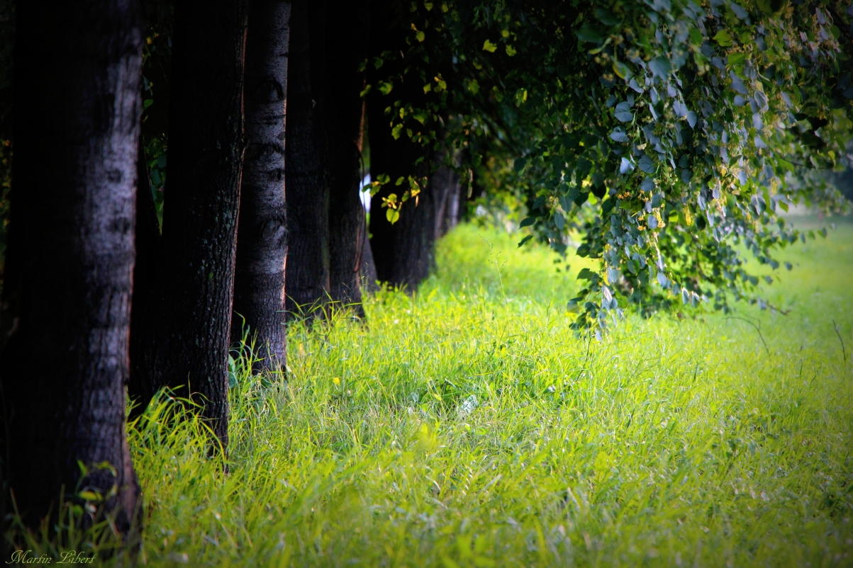 Tree alley grass tree eye protection 5K wind