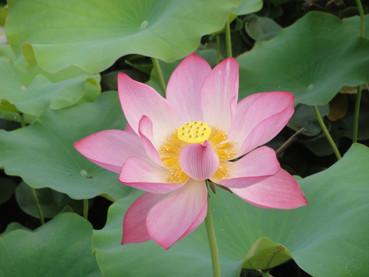 Blooming pink lotus pictures
